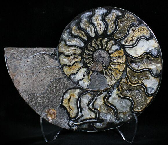 Beautiful Black Ammonite - Inches (Half) #23916